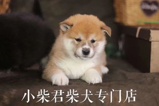 柴犬吃哪些食物最好