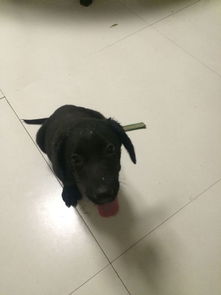 怎么样分辨狗是是纯种