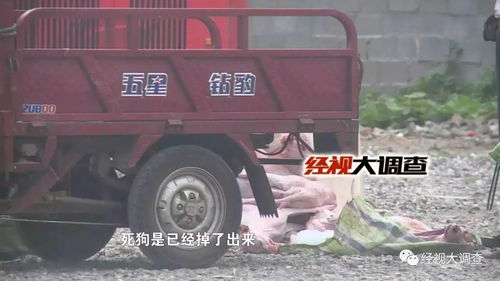 株洲的狗市场有哪些