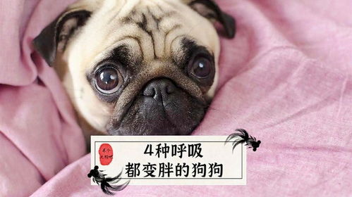 如何能狗狗变胖