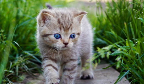 上海哪里有猫市