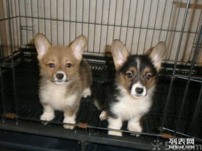 柯基犬多久开始驱虫