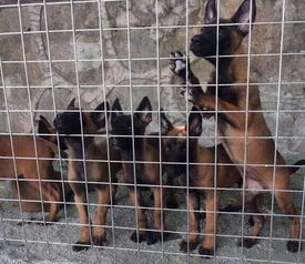 纯种下司犬哪里有卖