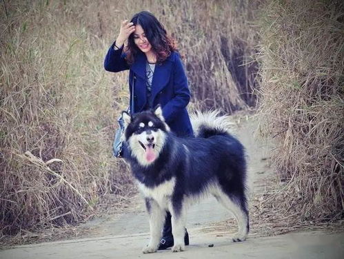 哪些大型犬城市能养