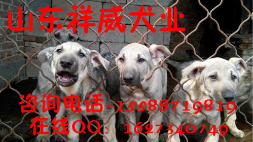 湖北黄石哪里有狗卖