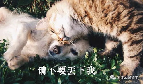 如何带猫回国