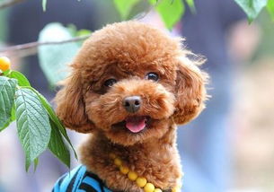 泰迪犬吃多了会怎么样