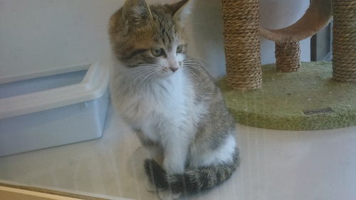 北京哪里可以领养猫猫