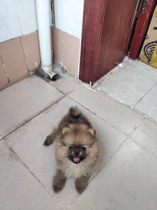 幼犬吃多久幼犬粮