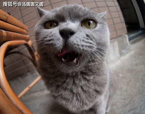 蓝猫吃鸡肝会怎么样