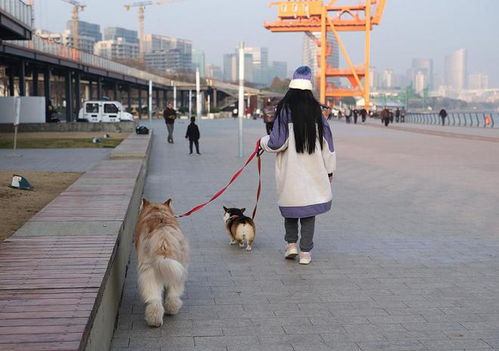 上海哪里能遛狗