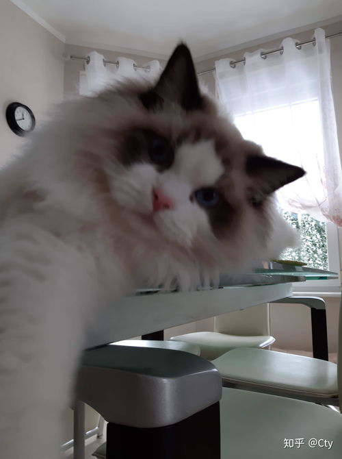 布偶猫在哪里买