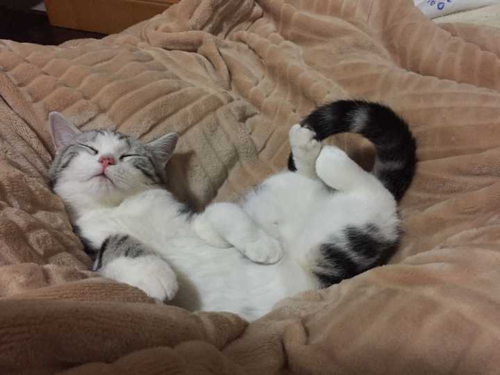 如何让猫咪睡在窝里