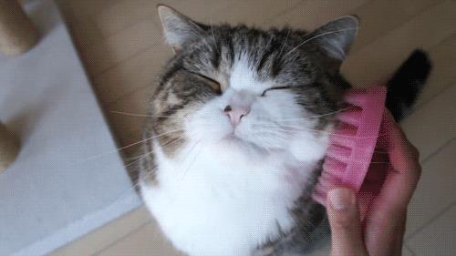 猫到家多久能熟悉