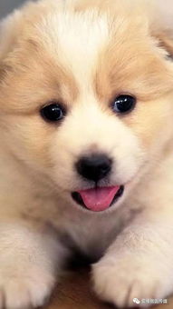 狗狗中暑多久可以恢复