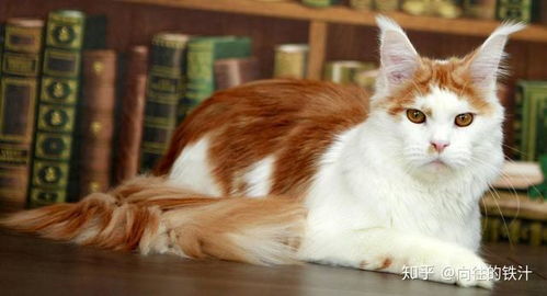 缅因猫脾气怎么样