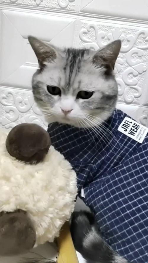在哪里买猫呢