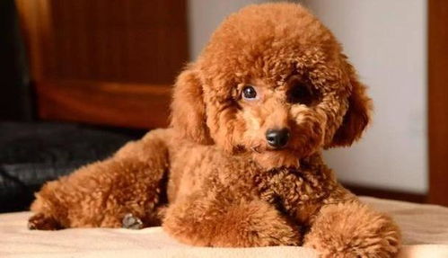 泰迪犬有哪些颜色