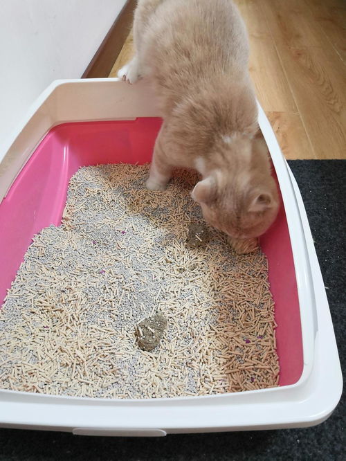 小猫吃猫砂怎么办