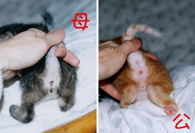 公猫母猫哪个大