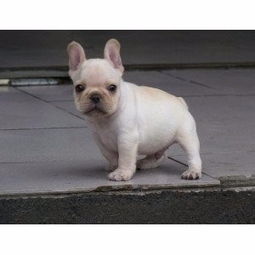 杭州哪里有斗牛犬