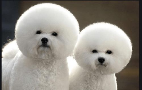 比熊犬喜欢在哪里大便