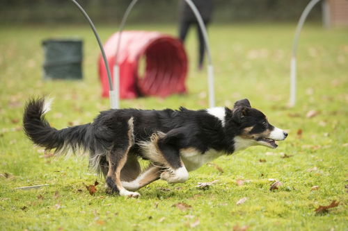 英国牧羊犬怎么样