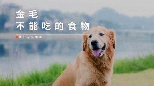 金毛狗不能吃哪些食物