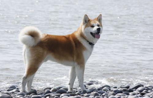 秋田犬是柴犬吗