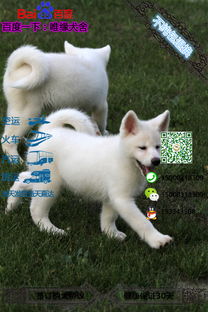牡丹江狗市的狗怎么样