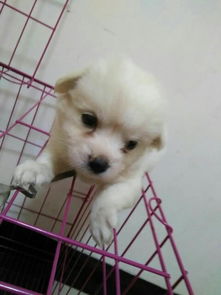 哪里有银狐狗买