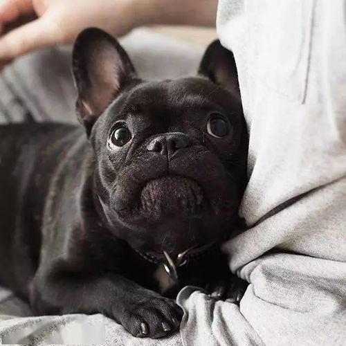 法国斗牛犬犬缺点有哪些