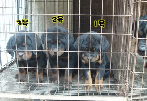 哪里出售昆明幼犬