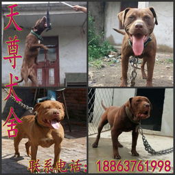 哪里有比特犬卖啊
