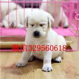 漳州哪里卖犬