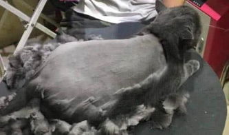 蓝猫如何剪毛