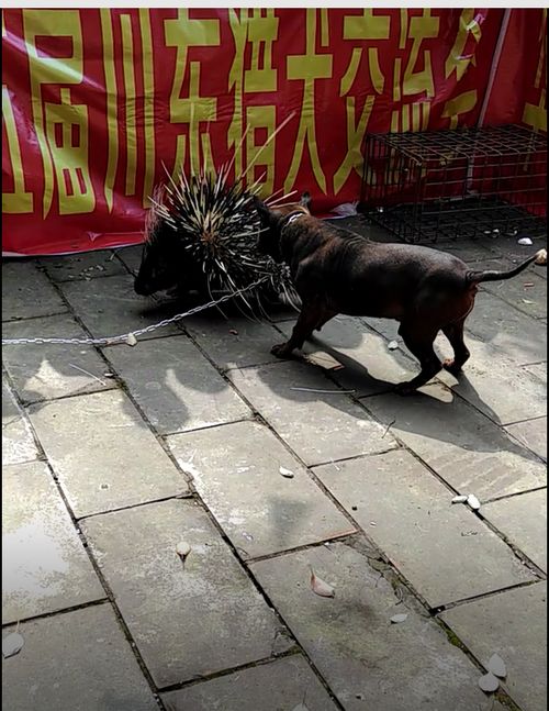重庆犬哪里有买