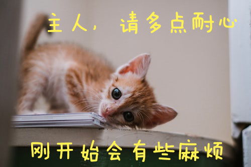 幼猫一天喂几次