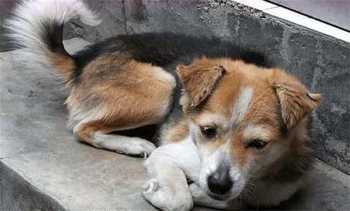 狗狗全麻后多久清醒
