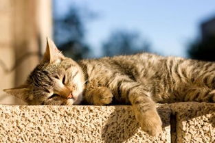 小猫要晒多久太阳