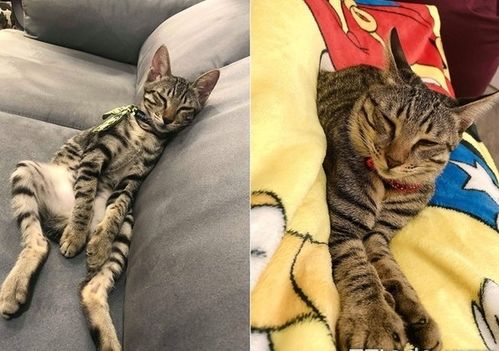 虎斑猫多久认主人