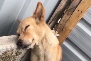狗狗生产多久有奶