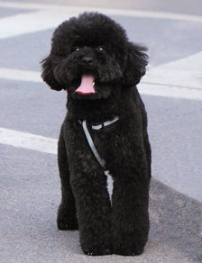贵宾犬带去哪里繁殖