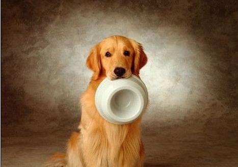 进口犬粮哪个好