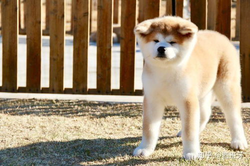 秋田犬长大怎么样