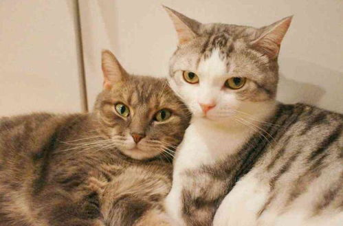 猫发情一般持续多久