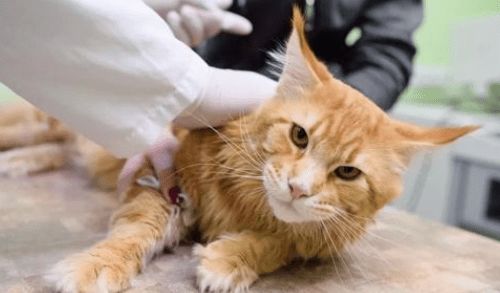 猫发情会持续多久