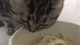 给猫咪煮鸡胸肉煮多久