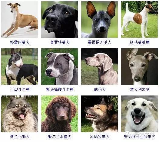 哪些品种的狗狗好养