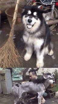 给狗剪毛需要多久时间